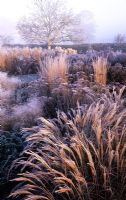 Grasses and perennials in winter frost - Bell Chambers, Sussex 