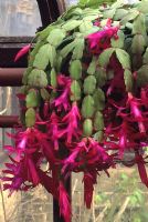 Schlumbergera x buckleyi - Christmas cactus 