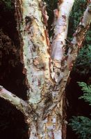 Betula davurica - Bark