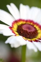 Chrysanthemum carinatum 'Bright Eye'