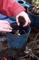 Man potting up freshly lifted roots of Canna for the winter