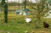 Chickens and hen coops in a garden setting