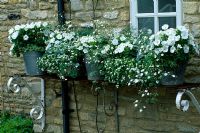 Galvanised metal buckets planted with white Petunias and Helichrysum outside the kitchen window