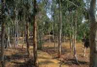 Tree lined pathway through wooded area at Garangula, Harden, New South Wales, Australia