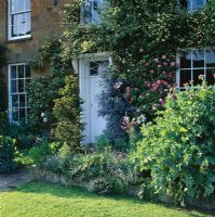 Beautiful old front door surrounded by climbers including Rosa banksiae 'Lutea' - yellow, Rosa 'Zephirine Drouhin' - pink and Ceanothus 'Cascade'