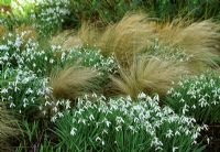 Galanthus alpinus 'Atkinsii' with ornamental grasses in February at Glen Chantry, Essex 