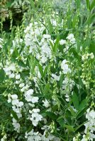 Lathyrus latifolius 'White Pearl' flowering in July