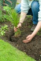 Planting a grass sequence. Pushing soil back around roots.