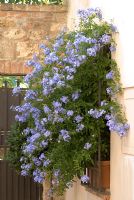 Plumbago auriculata growing in a window box in Tuscany, Italy