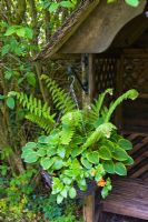 Hanging basket with Hostas, ferns and Mimulus. Slug proof method of growing hostas in Kathy Brown's Garden