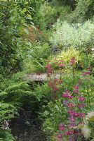 Stream edged by moisture loving Primulas, Rodgersias and Ferns runs through the garden at Hidden Valley Nursery, Old South Heale, High Bickington, North Devon