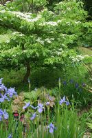 Cornus controversa with Rodgersias and Iris sibirica 'Winscombe' in the garden of Hidden Valley Nursery, Old South Heale, High Bickington, North Devon