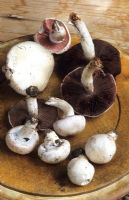 Agaricus campestris - Freshly picked field mushrooms