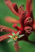 Anigozanthos flavidus - evergreen clump forming perennial native to SW Australia 