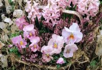Grey wicker basket lined with hay and planted with pink flowers for winter and spring colour. Pink pansies, Erica erigena 'Irish Salmon' and pink hyacinths with honesty seed heads in the background.