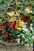 Buds, berries and coloured leaves for winter effect in a decorated urn. Rhododendron ponticum 'Variegatum', Leucothoe Scarletta, Lamium 'White Nancy' and Gaultheria procumbens supplemented with cut sprigs of yellow berried Sorbus 'Joseph Rock'.