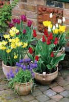 Spring bulbs displayed on a patio in Mediterannean terracotta pots. Muscari armeniacum, Narcissus 'Pipit', red Tulipa 'Pieter de Leur', yellow Tulipa 'Monte Carlo' and purple Tulipa 'Negrita'.