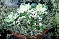White themed container in a terracotta pot for the autumn and winter leading up to Christmas. Winter pansies, dwarf variegated Euonymus, ornamental cabbage and bud heathers - Calluna vulgaris 'Marleen'.