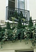 Autumn, Winter window boxes. Containers of Buxus pyramids and Hedera on house roof and balcony - Pimlico, London