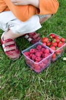 Child with containers of freshly picked strawberries 'Florence' and raspberries 'Glen Ample'