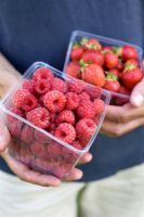 Man holding containers with strawberries 'Florence' and raspberries 'Glen Ample'
