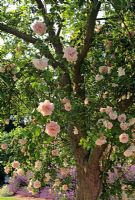 Rosa 'Dr Van Fleet' - Climbing rose in apple tree at Old Rectory in Sudborough
