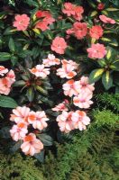 Impatiens New Guinea hybrid group 'Sunglow' and 'Meteor' - Busy Lizzies