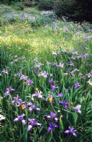 Prairie meadow planting of Iris douglasiana, Limnanthes douglasii and Eschscholzia californica - Strybing Arboretum, San Francisco
