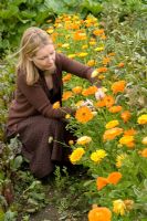 Lady cutting Calendula 'Art Shades Mixed' flowers inter-cropped on vegetable patch 