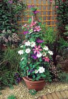 Mixed Clematis trained on flowerbelle in container incuding Clematis 'Elsa Spath', Clematis 'Mrs Bateman' and Clematis 'Literation'