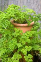 Curled leaved parsley in terracotta parsely pot