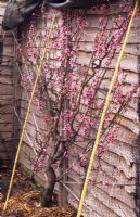 Prunus persica 'Rochester' - Fan trained peach, RHS Wisley Surrey  