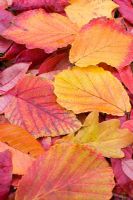 Autumn leaves - Hamamelis x intermedia 'Diane', Quercus robur, Acer capillipes and Rhus potanini