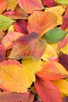 Autumn leaves - Hamamelis x intermedia 'Diane', Quercus robur, Acer capillipes and Rhus potanini