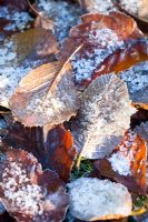 Fallen leaves of Sorbus incana with ice and frost