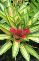 Neoregelia carolinae 'Tricolor' - Blushing bromelliad 