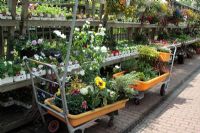 Trolleys full of plants at a garden centre. Philadelphus, Dahlia, Helianthus, Rosmarinus, Hebe, Phormium, Osteospermum.  Trays, hanging baskets and containers of annual bedding plants for sale.