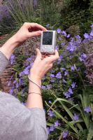 Woman photographing purple Geraniums and Alliums using a compact digital camera