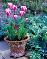 Potted Tulipa 'Peer Gynt'