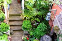 Wooden steps leading through a small courtyard garden packed with pots and predominantly green foliage plants - Ferns, Trachycarpus, Box, Acer and Hosta 
