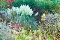 Cortaderia 'Sunningdale Silver' framed by red leaved Euonymus and grasses including feathery flowerheads of Miscanthus - Knoll Gardens, Wimborne, Dorset