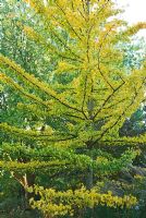 Ginkgo biloba - Maidenhair tree