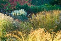 Cortaderia 'Sunningdale Silver' framed by red leaved Euonymus, Eupatorium and Phlomis seedheads plus grasses including feathery flowerheads of Miscanthus - Knoll Gardens, Wimborne, Dorset