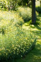 Wavy edged border of Anthemis - Trench Hill garden, Gloucestershire