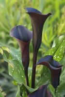 Zantedescia calla lily black