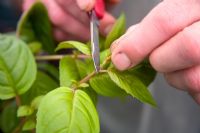 Taking Fuchsia cuttings - Cutting a tip with a knife