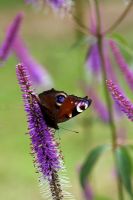 Peacock Butterfly on Veronicastrum 'Fascination'
