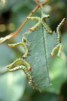 Sawfly caterpillars eating and destroying a rose leaf