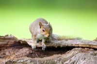 Sciurus vulgaris - Grey Squirrel