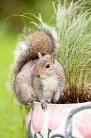 Sciurus vulgaris - Grey Squirrel on plant Pot